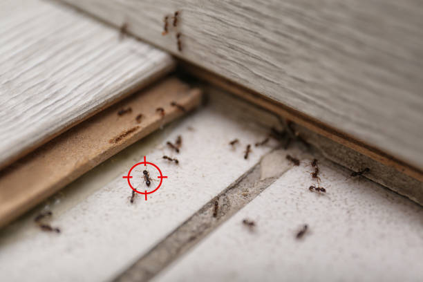 Best Emergency Pest Control  in Wamego, KS