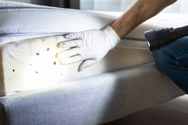 Best Wasp Removal Services  in Wamego, KS