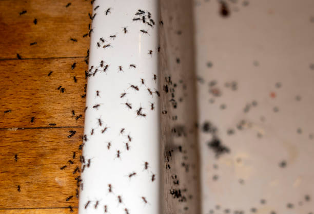 Best Wildlife Control Services  in Wamego, KS